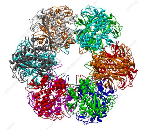 Glutamine Synthetase Enzyme Stock Image A Science Photo