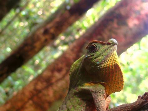 Free Images Nature Wildlife Green Jungle Iguana Fauna Lizard