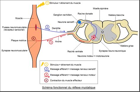 Réflexe myotatique