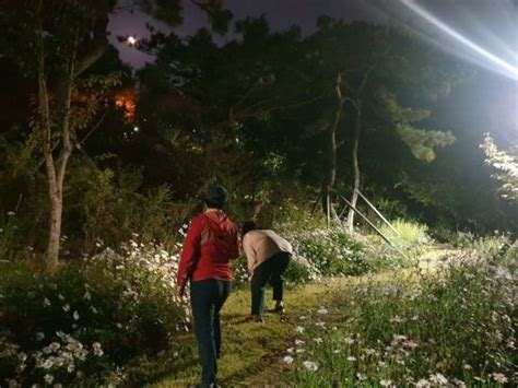 광주 남구 월산 근린공원에 구절초 테마정원 조성 네이트 뉴스