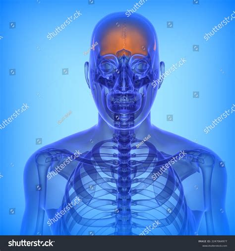 Human Parietal Bone Anatomy Medical Illustration3d Stock Illustration