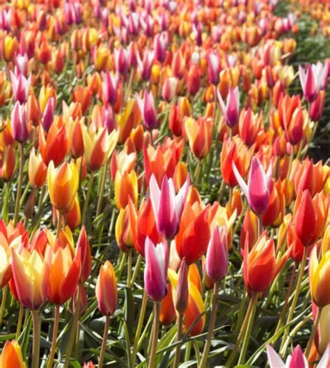 The Tulipa Clusiana Mixture Van Engelen Wholesale Flower Bubs Bulb