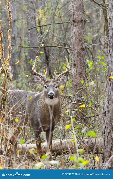 Whitetail Deer Buck Rut Stock Photo Image Of Buck Dominant 35312178