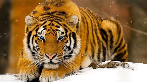 Tiger hd wallpapers 1920x1080 - SF Wallpaper