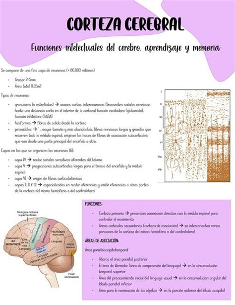 Cap 58 Corteza Cerebral Anidaly UDocz