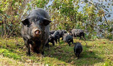 La Peste Suina Africana Mette In Allarme La Filiera Suinicola Italiana