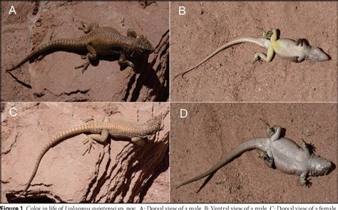 Figure 1 From A New Species Of The Liolaemus Elongatus Group Iguania