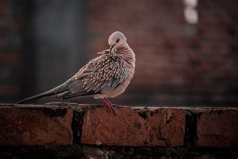 Bird Sitting On A Brick Pixahive