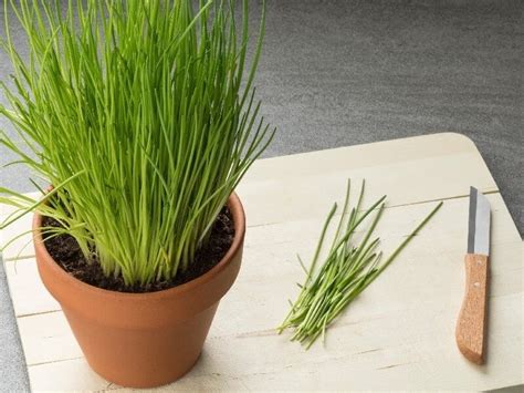 Guide To Growing Chives Herbs Indoors And In Your Home 1Garden