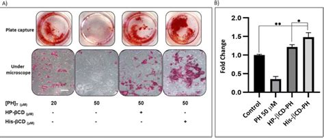 Alizarin Red Assay To Bone Matrix Mineralization A Staining Scale