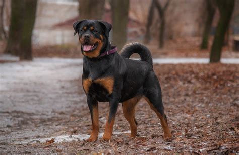 Rottweiler Perro Mascota Foto Gratis En Pixabay Pixabay