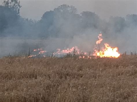 Eight Bigha Wheat Crop Burnt To Ashes Farmers Sitting On Protest