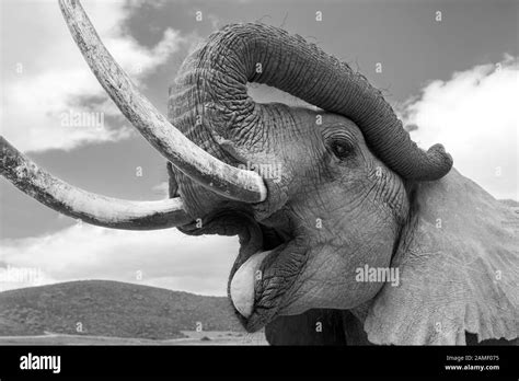 Trunk Elephant Smiling Black And White Stock Photos And Images Alamy