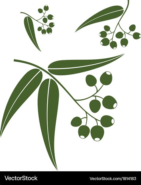 Eucalyptus Royalty Free Vector Image Vectorstock