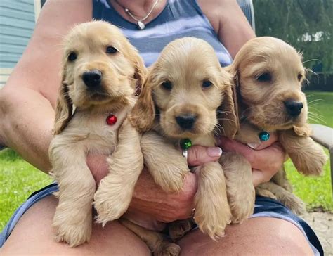 15 Adorable Photos Of English Cocker Spaniel Puppies With Pure Beauty