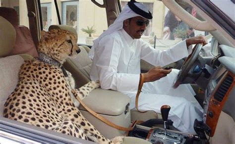 Cheetahs May Go Extinct Because They're Being Smuggled As Pets