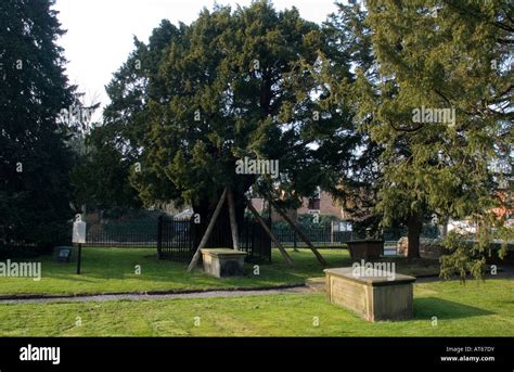 One Of The Oldest Yew Trees At Overton In St Mary The Virgin Church