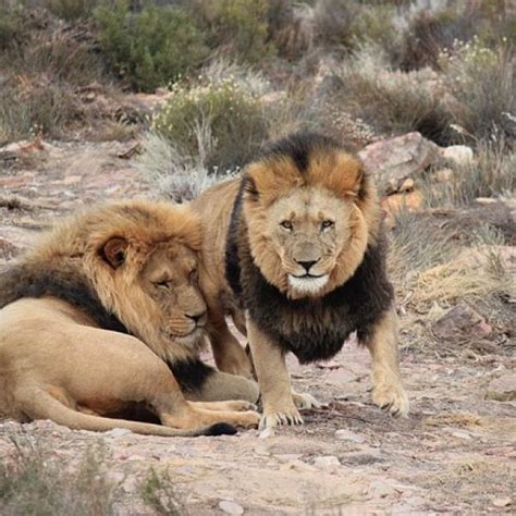 Top 42 Imagen Cuantos Tipos De Leones Hay En El Mundo Abzlocal Mx