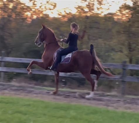 Horse Training - Southern Sky Stables, by Craig Cates in Northern