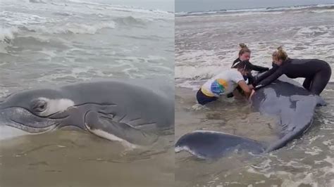 Filhote De Baleia Jubarte Encalhado Salvo No Litoral Sul De Sp