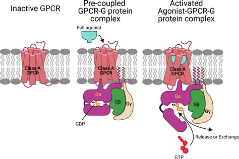 The Mechanism For Ligand Activation Of The GPCRG Protein Complex PNAS