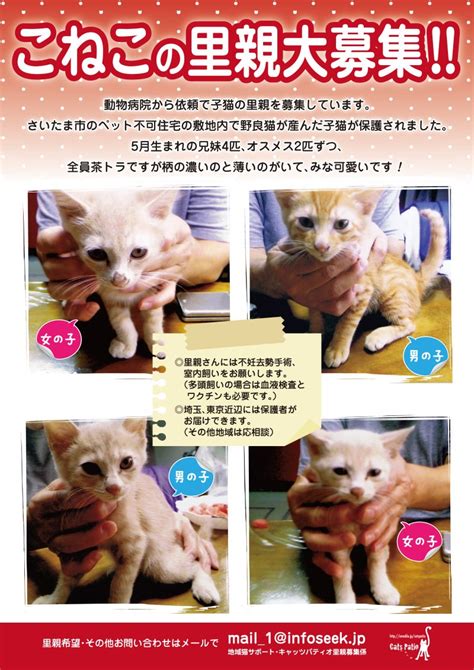 子猫の里親募集 地域猫サポートキャッツパティオのブログ