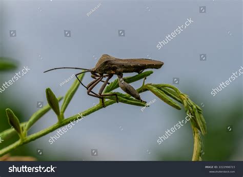 Pest Animal Named Arilus Cristatus Who Stock Photo 2222998723