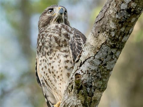 Juvenile Red Shouldered Hawks Identification Guide With Birdfact