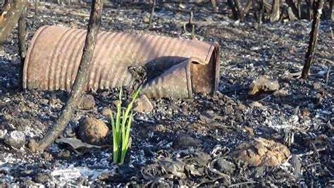 Pontinia Ecologia E Territorio INCENDI Necessario Aggiornare Il