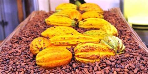 Cacao Ivoirien Le Prix Bord Champ Pour La Petite Traite Maintenu