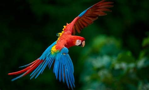 Apoya A La Conservación De Guacamaya Roja Quadratin Quintana Roo