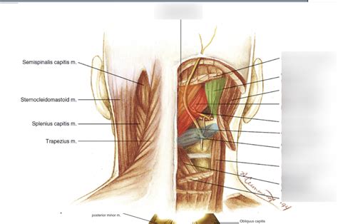 Suboccipital Triangle Diagram