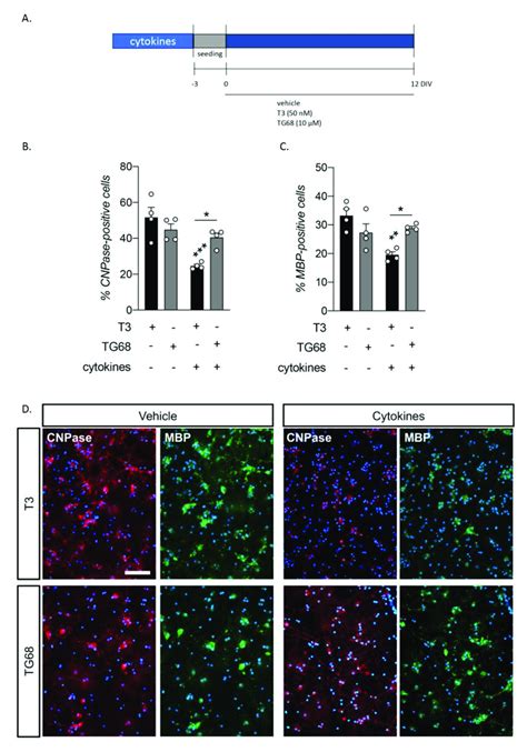 Rescue of cytokine induced OPC differentiation by TRβ ligands A