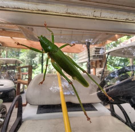 Destructive Katydid From Finlayvale Qld Australia On October