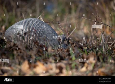 Nine Banded Armadillo Foraging Stock Photo Alamy