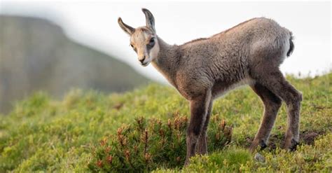 Chamois - A-Z Animals