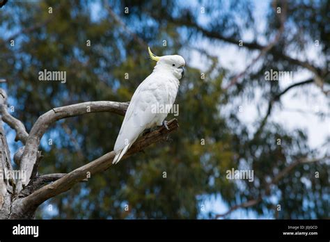 Wild Sulphur Crested Cockatoo Cacatua Galerita In A Tree Very