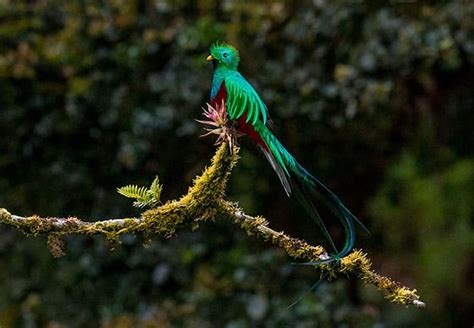 La Reserva de la Biósfera el Triunfo la más biodiversa de México