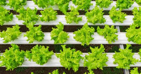 Hydroponics: Soilless Farming in Greenhouse Tunnels | Top In 2023