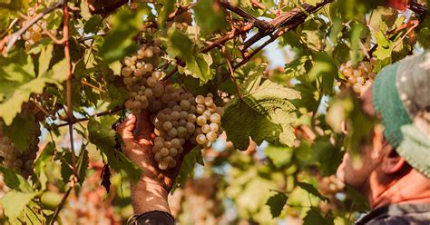 Countdown Alla Vendemmia Dal Maso Vini