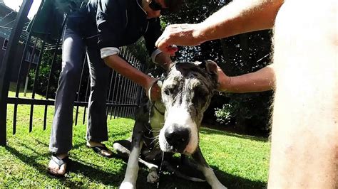 Gopro Djabu The Great Dane Takes A Bath Youtube