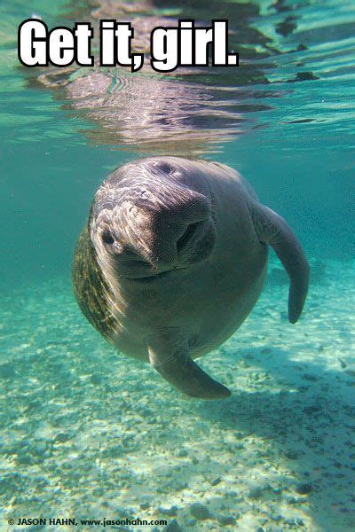 Calmingmanatee Funny Animals Cute Animals Manatee