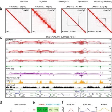 Design Of Chiatac And Proof Of Concept In Drosophila Cells A Chiatac