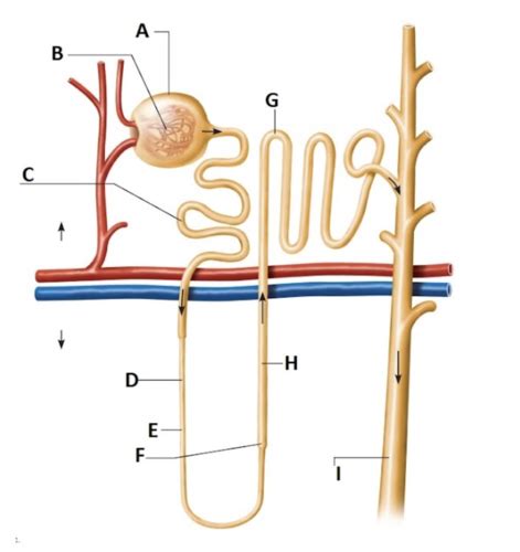 Simplified Nephron Flashcards Quizlet