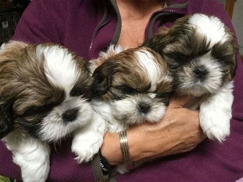 Shih Tzu Puppies Ready For New Home Shih Tzu Puppy Shih Tzu Puppies