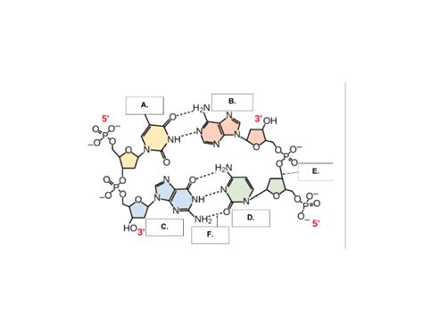 DNA Strand Structure Quiz