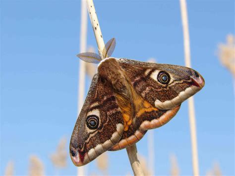 20 Moth Species More Beautiful Than Butterflies