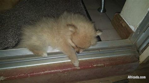 Beautiful Toy Pom puppies looking for home - Pretoria, Gauteng - Photo #2