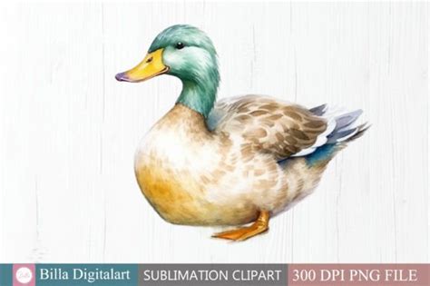 Free Watercolor Duck Clipart Png Graphic By Billadigitalart · Creative