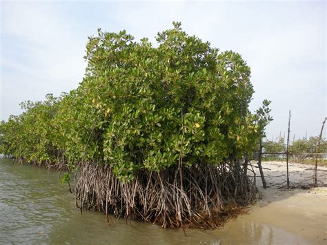 Ministry Plants 300 Mangroves In Al Thakhira Reserve Whats Goin On Qatar